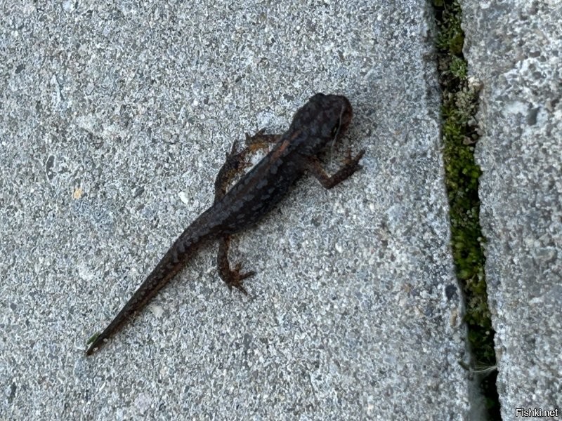 Я когда в Латвии к нам кабаны приходят уже целыми семьями и за забором с стороны моря и леса уже все перекопали . С утра самое веселье берешь лопату и грабли и опять все выравниваешь . А в Бельгии ладно там лисы , коты и собаки соседские так еще и тритоны из озера приходят . У меня тут младшая пришла из школы и убежала на верх и тишина и ни привет не поцеловала а сразу на верх . Поднимаюсь слышу с кем то болтает захожу а она прячет , короче тритона притащила и плачет говорит папа он уже 10 раз к нам приходил значит он хочет у нас жить , честно еле как заставил отнести его к озеру :)