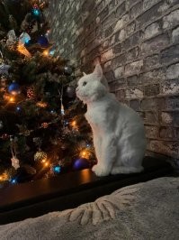 Ну, наконец-то белые котики)))
У меня не трогает, знает, что по ,,жёпке,, получит)