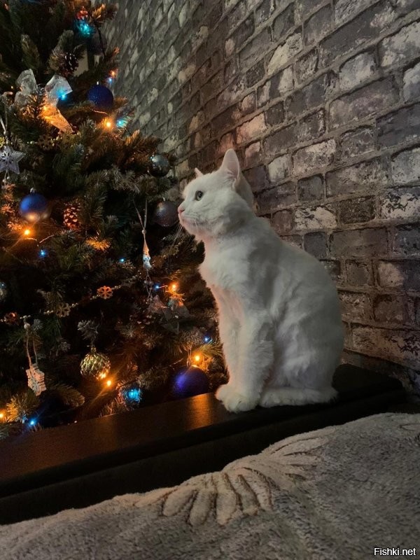 Ну, наконец-то белые котики)))
У меня не трогает, знает, что по ,,жёпке,, получит)