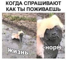 Маленький конь с большим и добрым сердцем