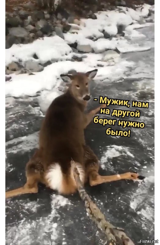 Мужик на коньках спас оленят