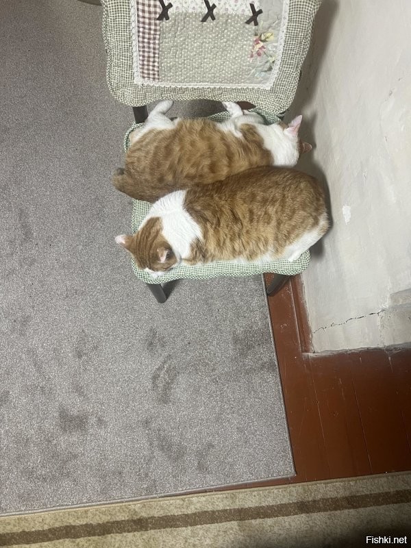 Ксероксные братики спят на даче у печки. 
p.s. на самом деле, мы их называем: дурацкие братики. Они, как глупые, всё делают синхронно.