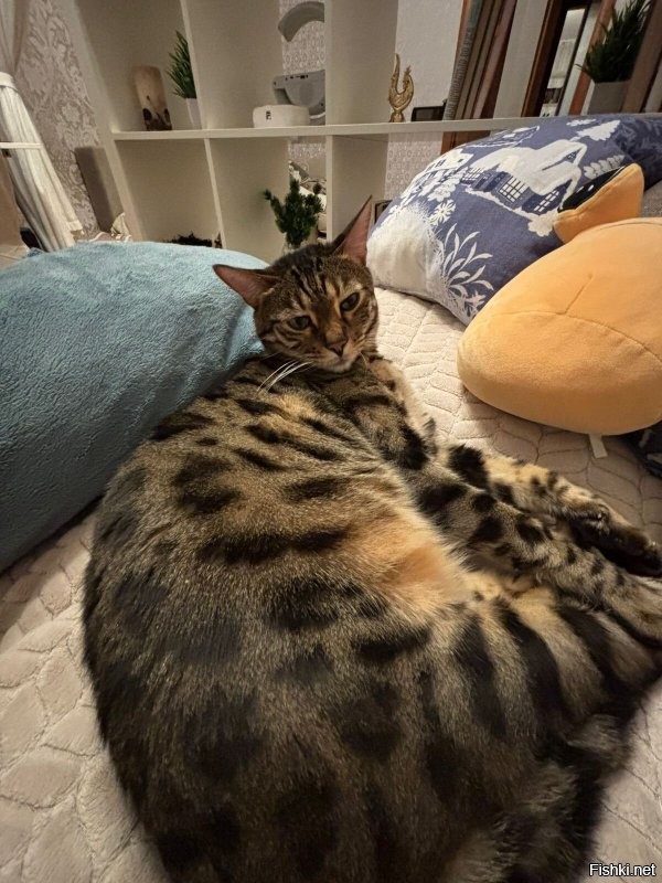 Вот что мы думаем