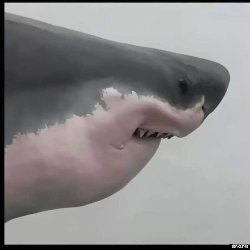 Художественный фильм "без челюсти"