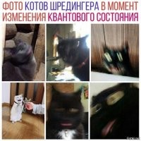 20 смешных фотографий котов, которых подловили во время чихания