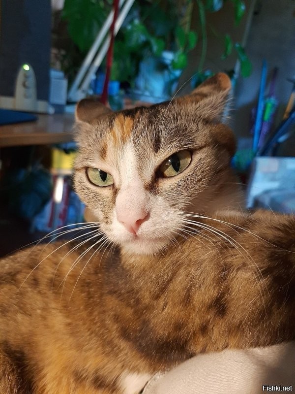 20 смешных фотографий котов, которых подловили во время чихания