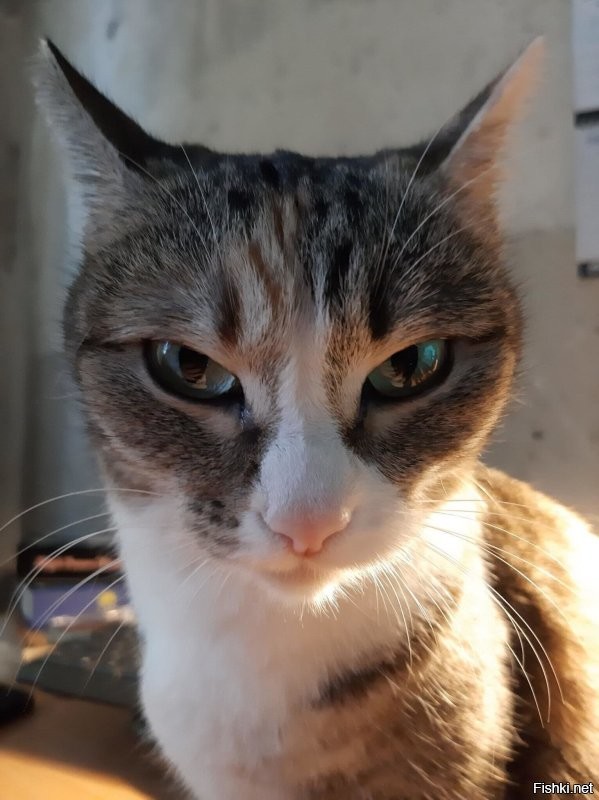 20 смешных фотографий котов, которых подловили во время чихания