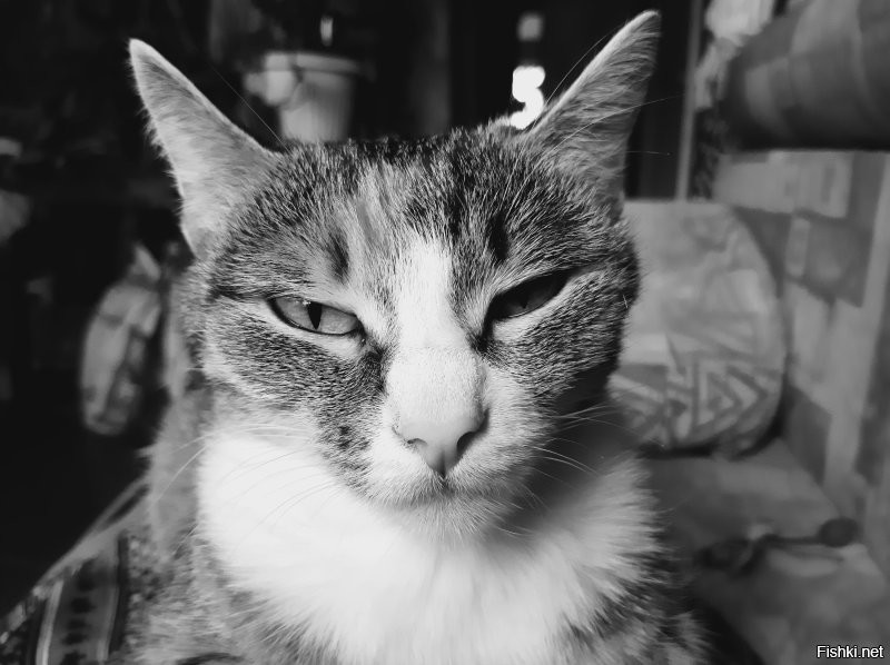 20 смешных фотографий котов, которых подловили во время чихания