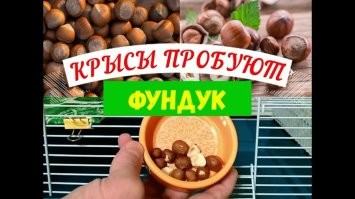 В Китае мужчина нашел под капотом автомобиля 18 кг фундука