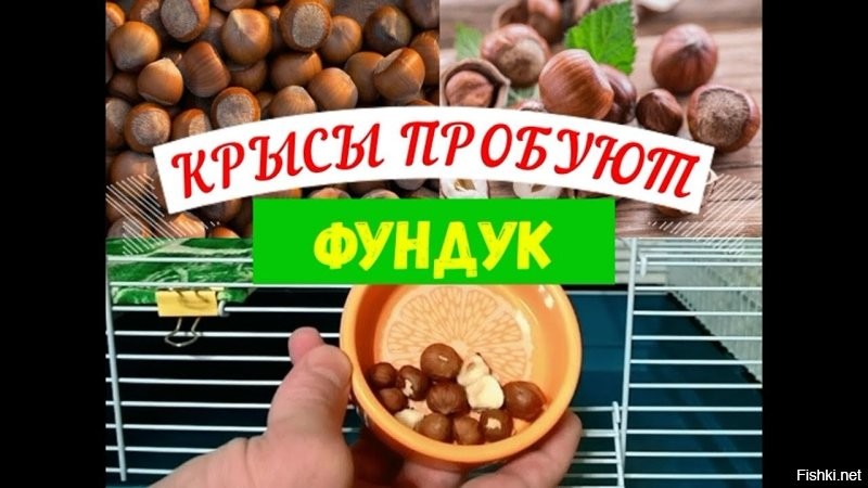 В Китае мужчина нашел под капотом автомобиля 18 кг фундука