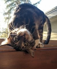20 смешных фотографий котов, которых подловили во время чихания