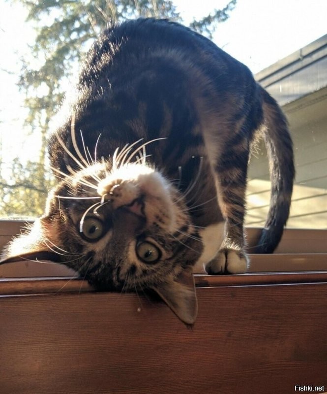 20 смешных фотографий котов, которых подловили во время чихания