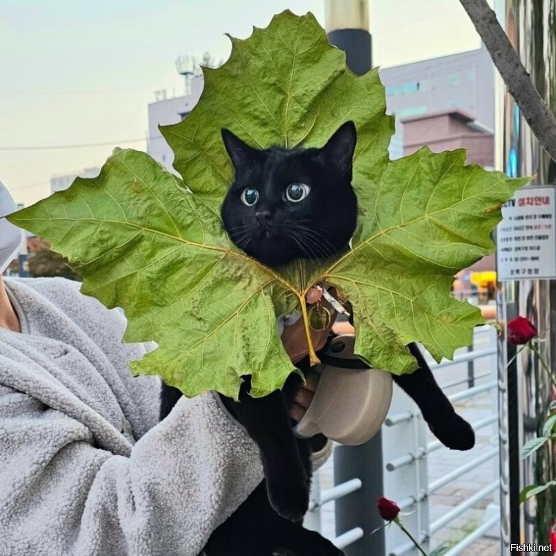 Доброе утро