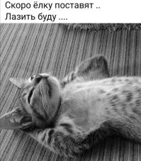 Мысли кота да текущих событий: