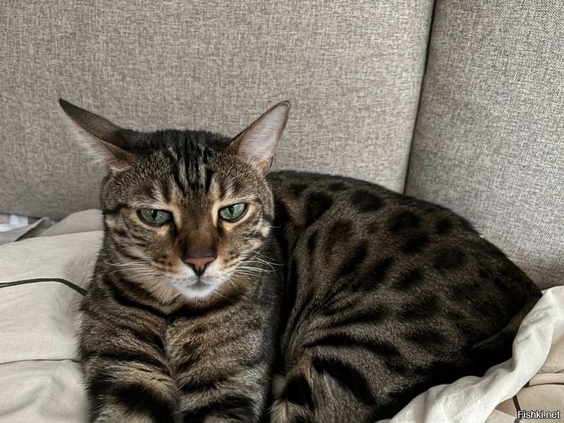 Кот, он везде кот