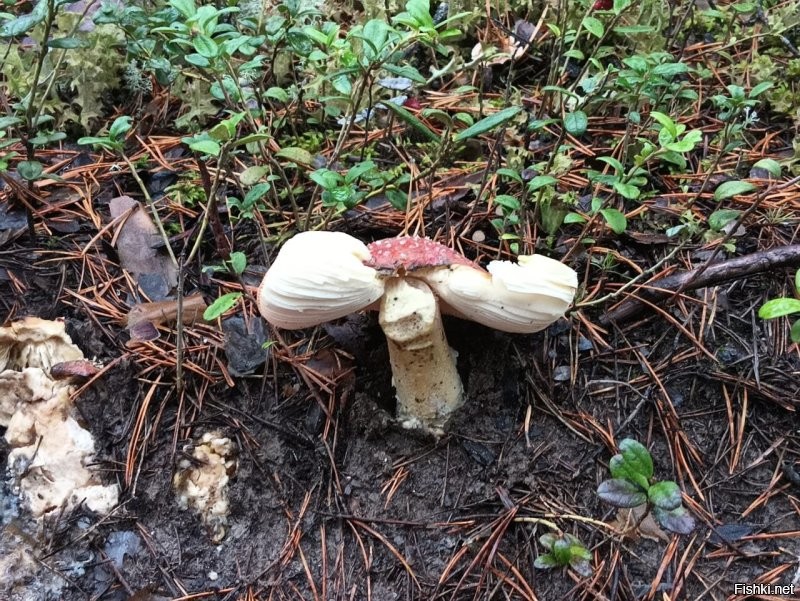 20 невероятных находок, которые стали результатом чистой случайности