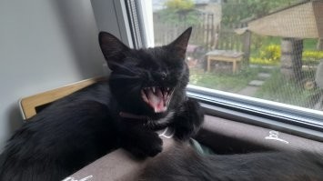 20 смешных фотографий котов, которых подловили во время чихания