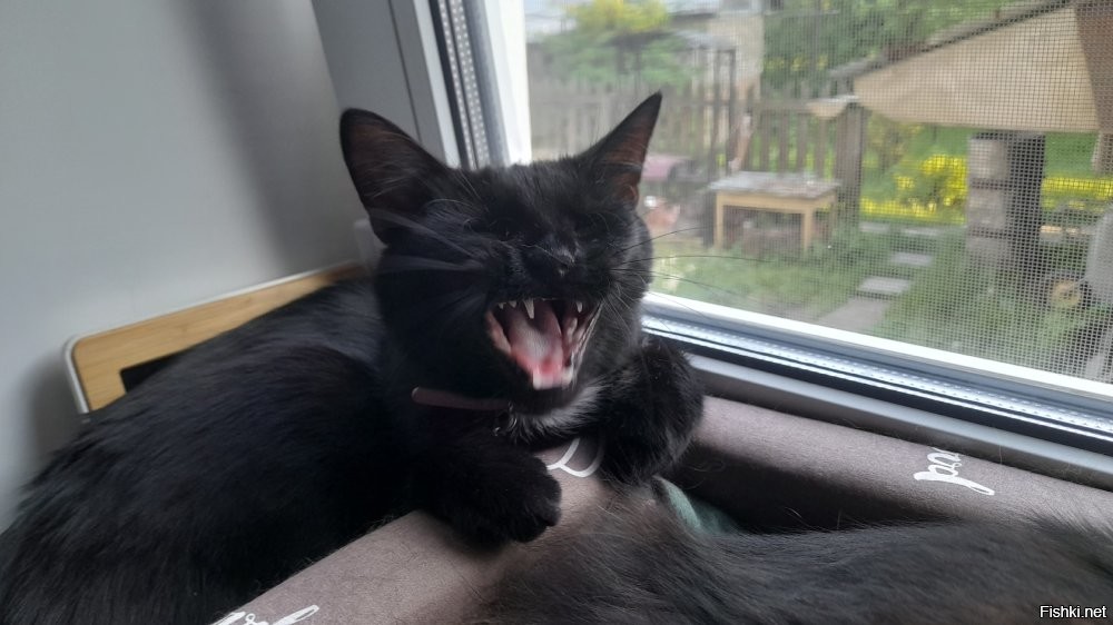 20 смешных фотографий котов, которых подловили во время чихания