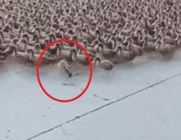 Эта по дороге чёта схавать решила.