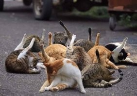 Одного кота мало будет.