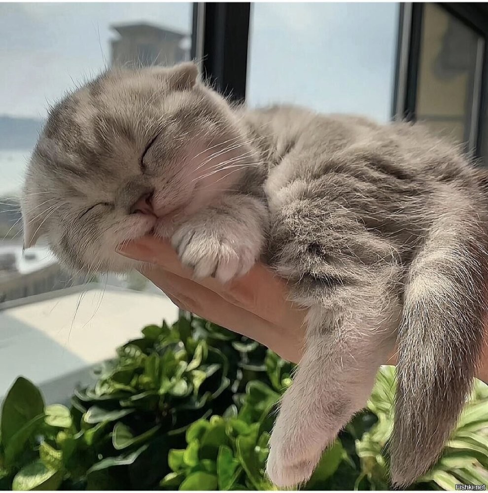 Солянка от 02.12.2025