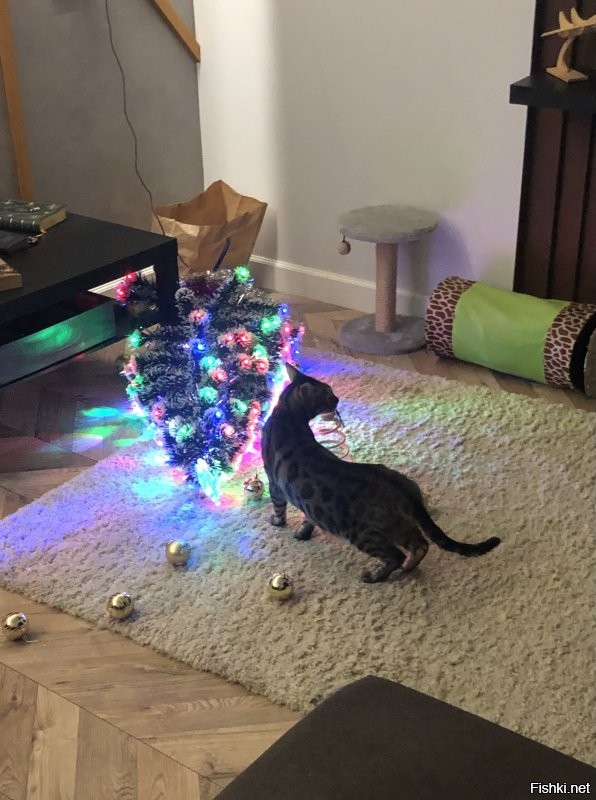 Кошки против новогодних елок