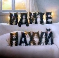 Вы думаете, вас послали, а на самом деле это котики...