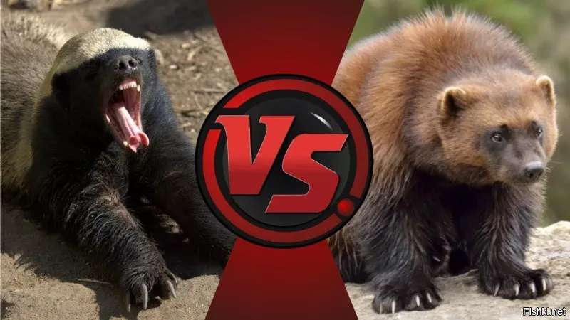 Боюсь даже представить, что будет если эти две зверюги схлестнутся.