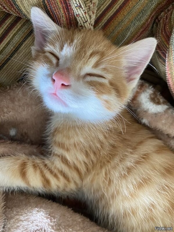 Солянка от 02.12.2025