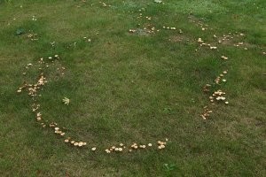 Грибы тоже так часто растут.