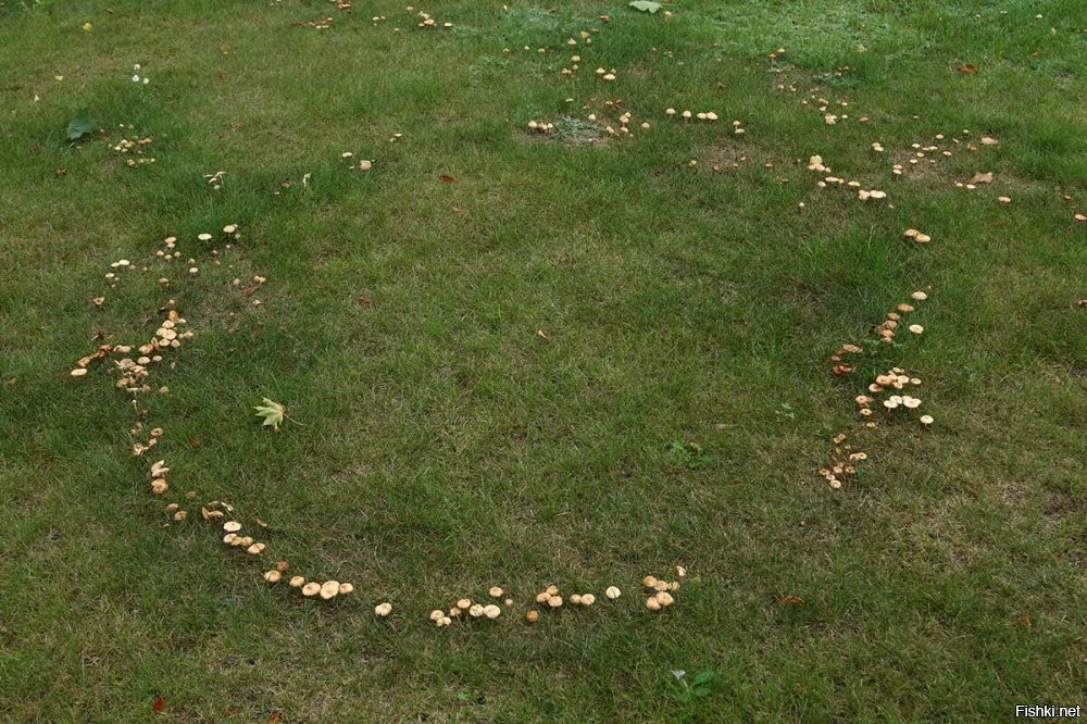 Грибы тоже так часто растут.