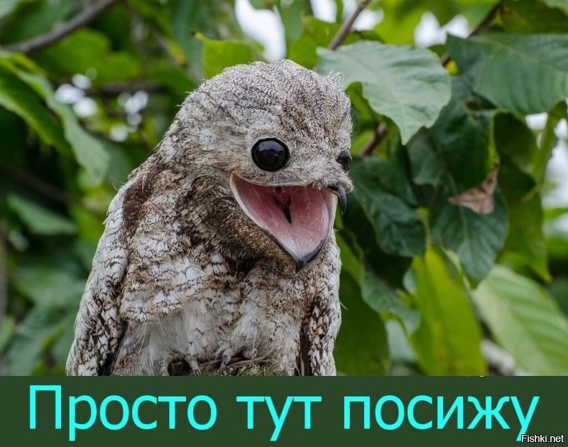 Помощник президента Мединский признался, что долго считал капибару выдуманным животным