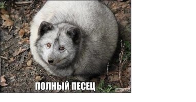 Игривый песец