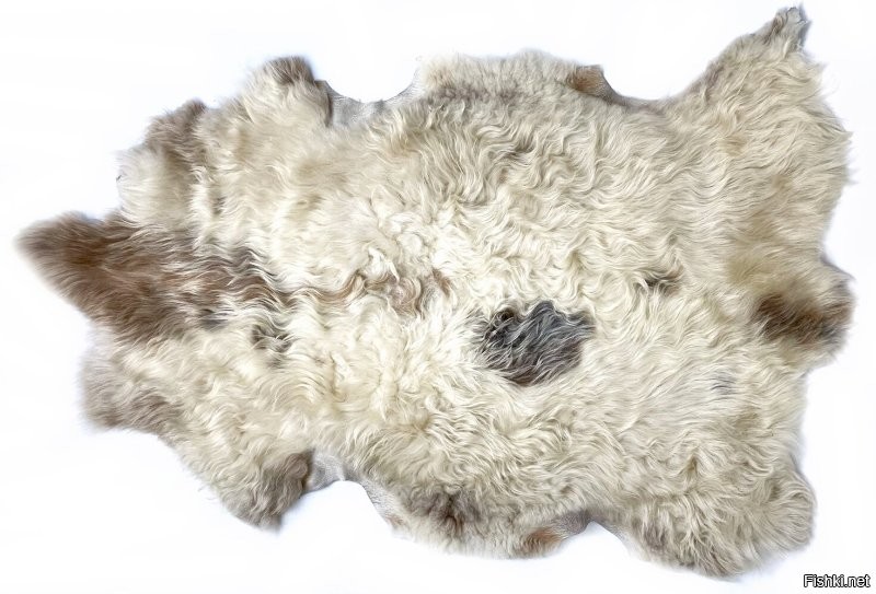 обыкновенная