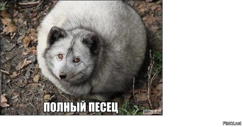 Игривый песец