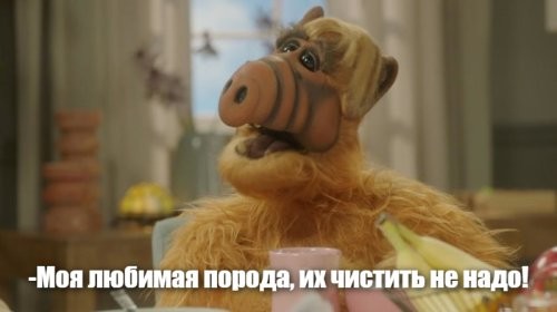 Сфинксы играют на кухне