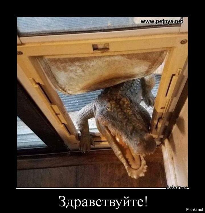 Полицейские "задержали" аллигатора во Флориде