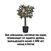 Полная хрень.

Самое раннее упоминание об апельсине содержится в китайском источнике от 314 года до н. э. И это все факты.

Откуда китайцы взяли - неизвестно. Да никто и не искал