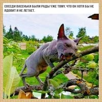 Сфинксы играют на кухне