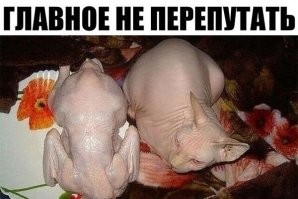 Сфинксы играют на кухне