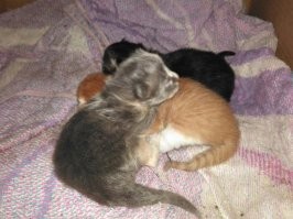 30 крошечных котят в таком огромном мире