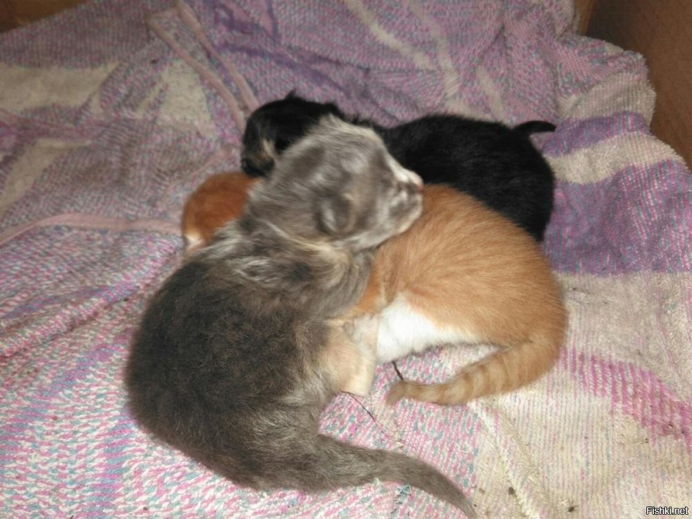 30 крошечных котят в таком огромном мире