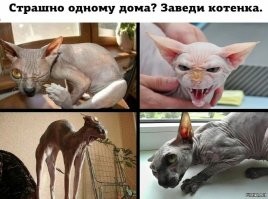 Сфинксы играют на кухне