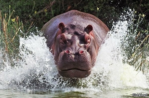 Бегемот: потеет «кровью», охотится на крокодилов и не умеет плавать
