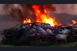 Ой, прости, не та картинка