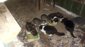 уличные коты пришли перекусить