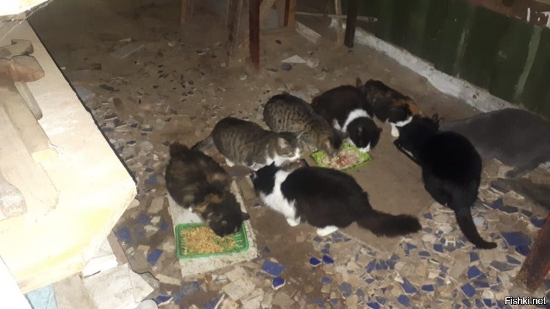 уличные коты пришли перекусить
