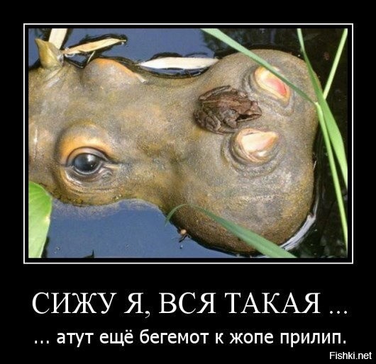 Бегемот: потеет «кровью», охотится на крокодилов и не умеет плавать