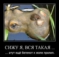 Бегемот: потеет «кровью», охотится на крокодилов и не умеет плавать