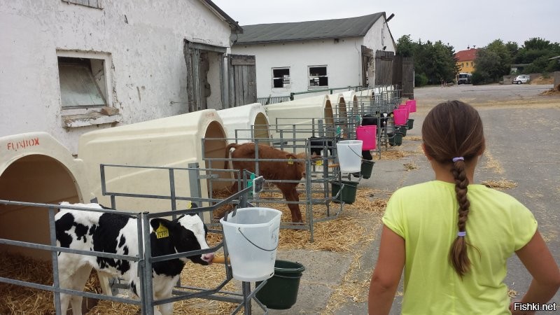 2019г. германия. небольшая ферма. молоко продают свежее из автоматов. телята тут же растут :))